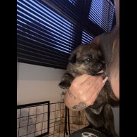 Rottweiler - Both