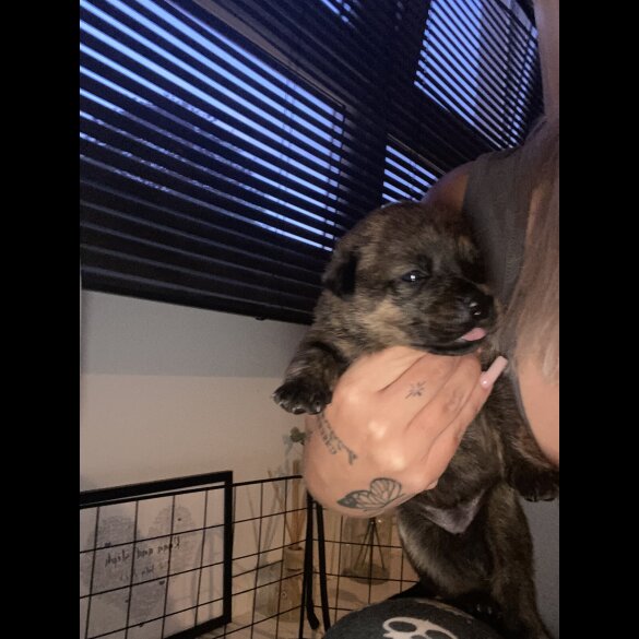 Rottweiler - Both