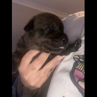 Rottweiler - Both