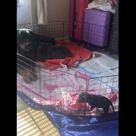 Rottweiler - Both