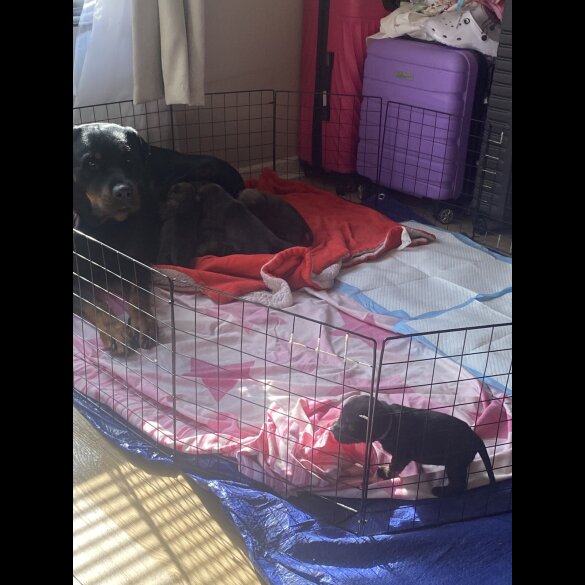 Rottweiler - Both