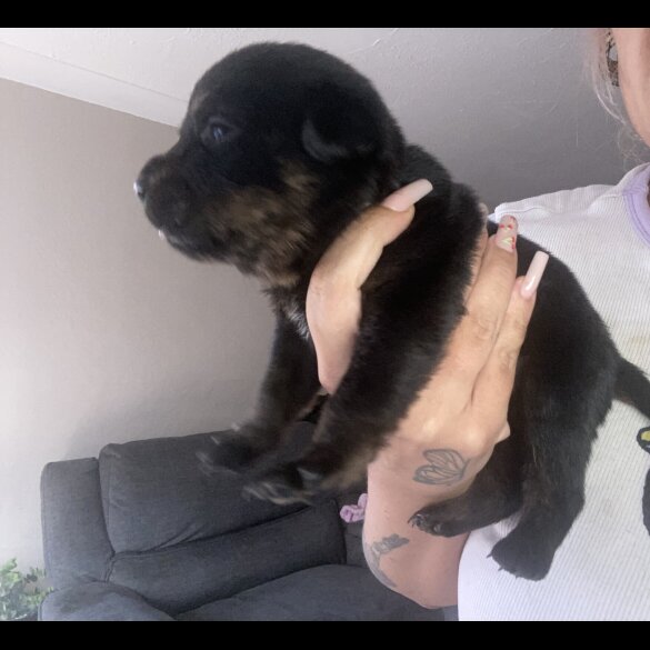 Rottweiler - Both