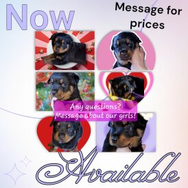 Rottweiler - Both