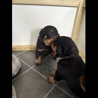Rottweiler - Both