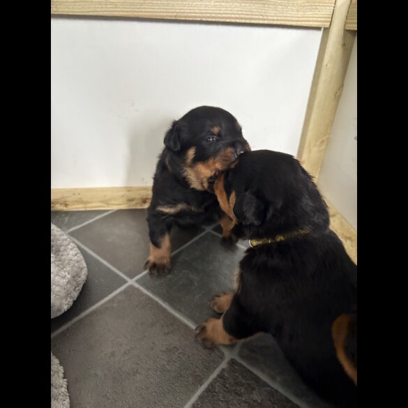 Rottweiler - Both