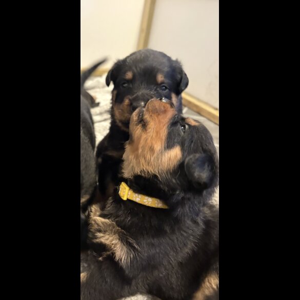 Rottweiler - Both