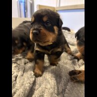 Rottweiler - Both
