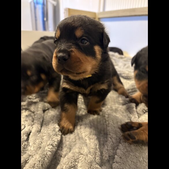 Rottweiler - Both