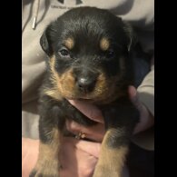 Rottweiler - Both