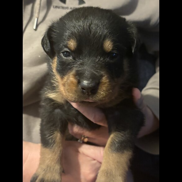 Rottweiler - Both