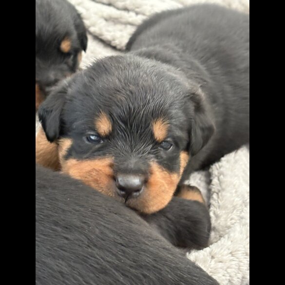 Rottweiler - Both