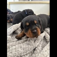Rottweiler - Both