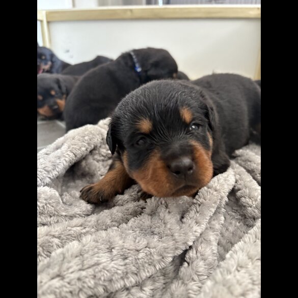 Rottweiler - Both