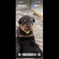 Rottweiler - Both