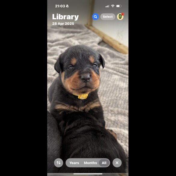 Rottweiler - Both