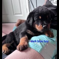 Rottweiler - Both