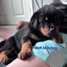 Rottweiler - Both