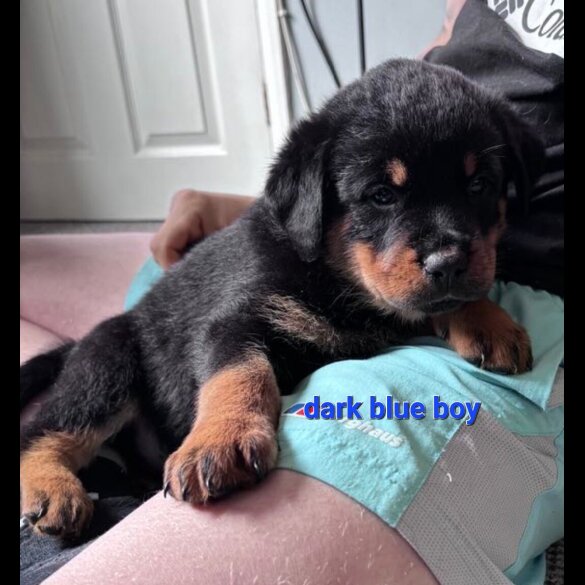 Rottweiler - Both