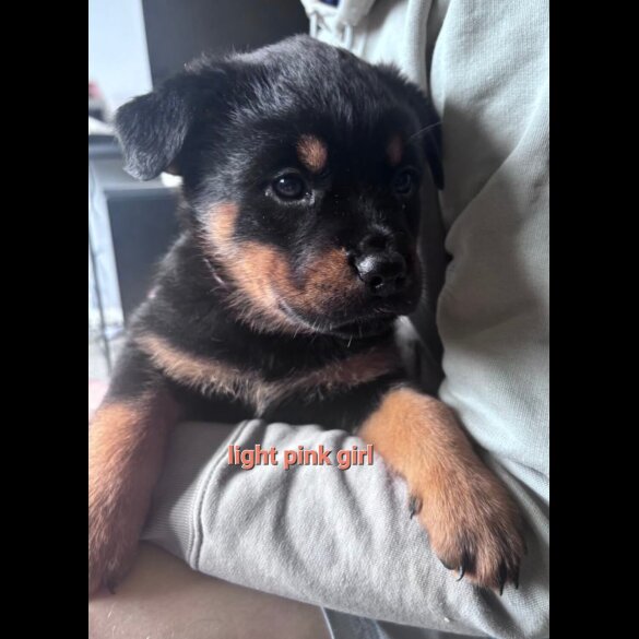 Rottweiler - Both
