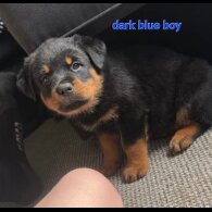 Rottweiler - Both