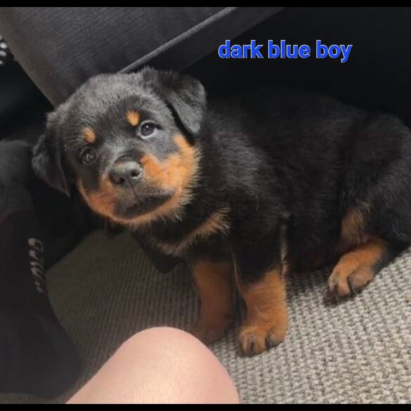 Rottweiler - Both
