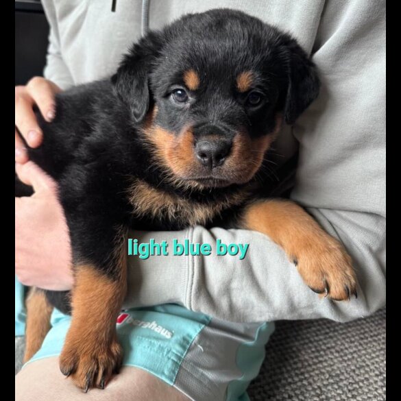 Rottweiler - Both