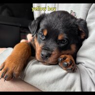 Rottweiler - Both