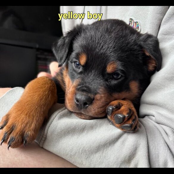 Rottweiler - Both