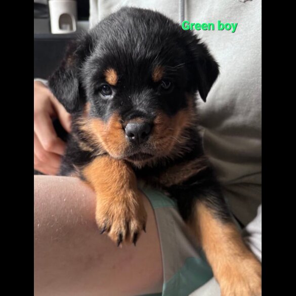Rottweiler - Both
