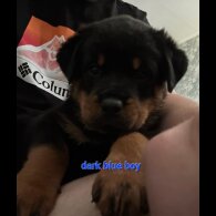 Rottweiler - Both