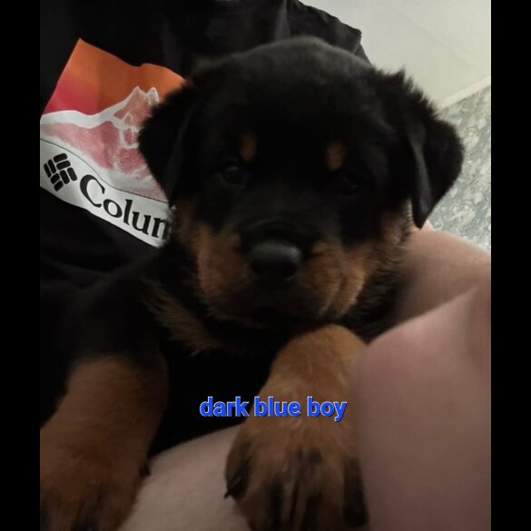 Rottweiler - Both