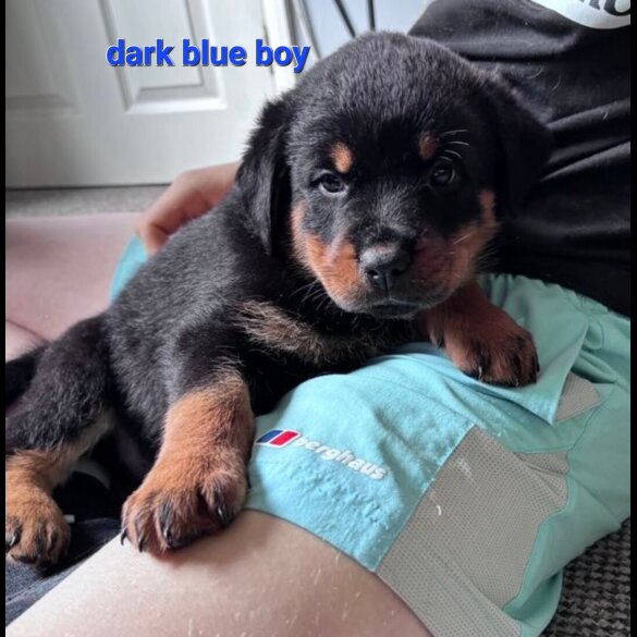 Rottweiler - Both