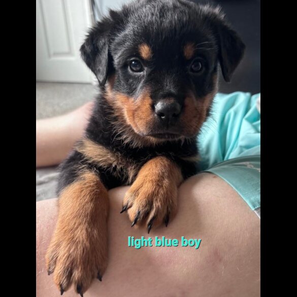 Rottweiler - Both