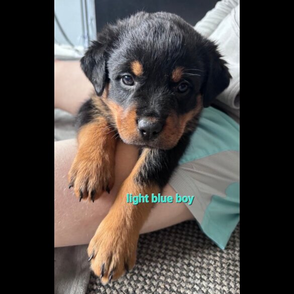 Rottweiler - Both