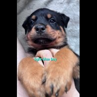 Rottweiler - Both