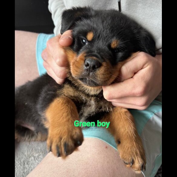 Rottweiler - Both