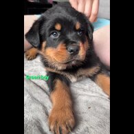 Rottweiler - Both