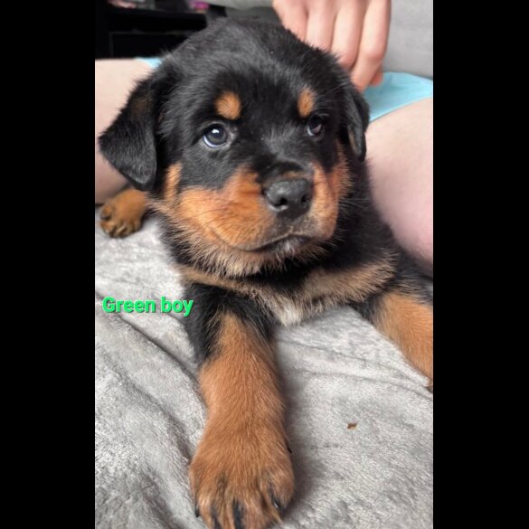 Rottweiler - Both