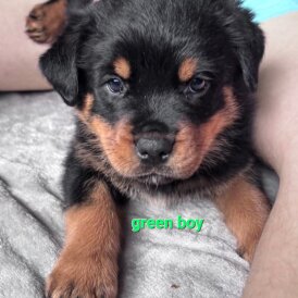 Rottweiler - Both