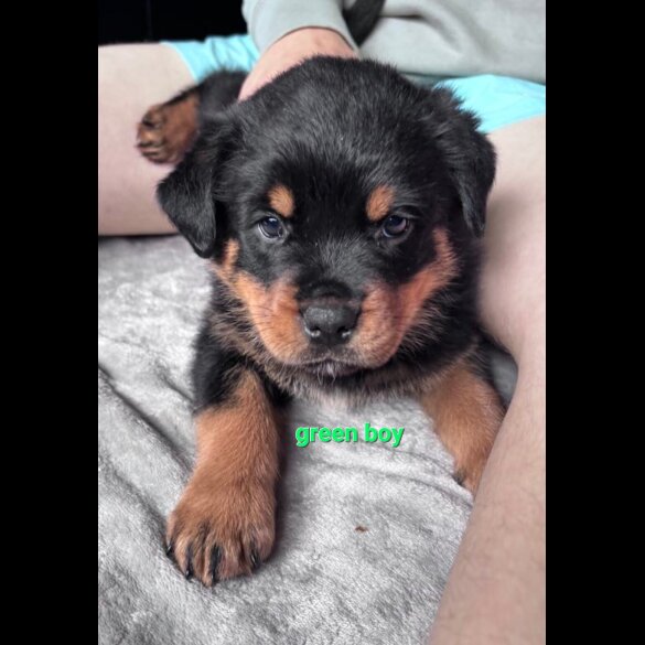 Rottweiler - Both