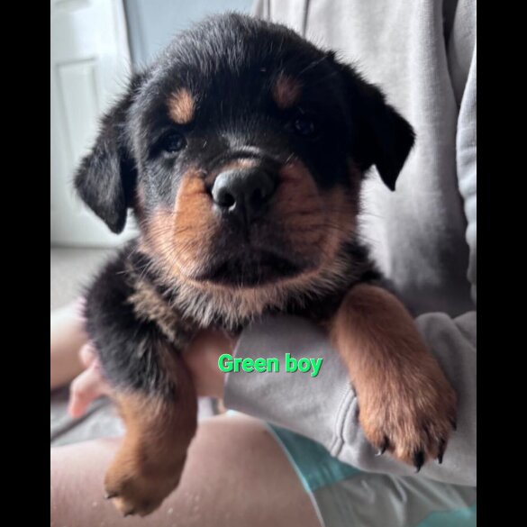 Rottweiler - Both