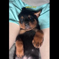 Rottweiler - Both