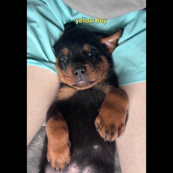 Rottweiler - Both