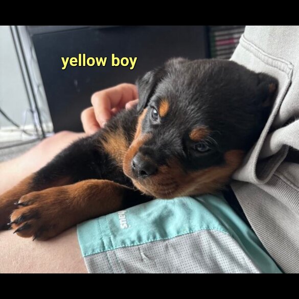 Rottweiler - Both