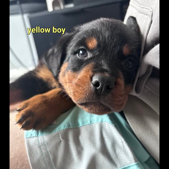 Rottweiler - Both