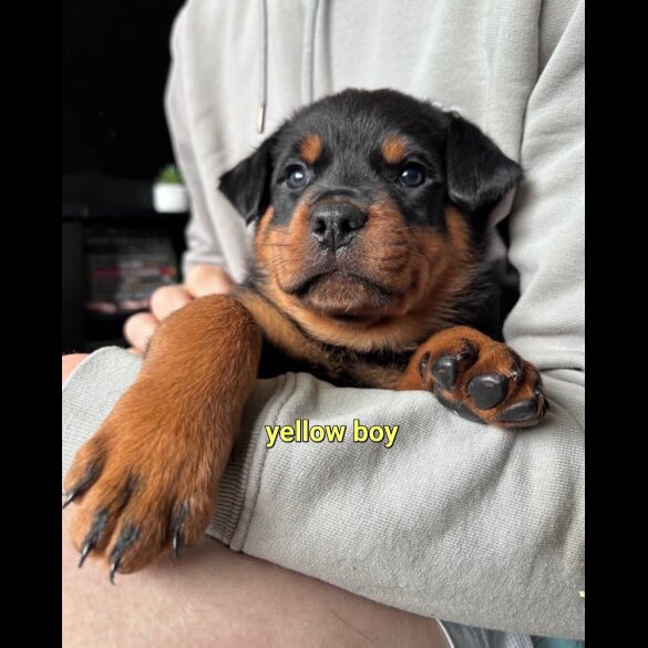 Rottweiler - Both