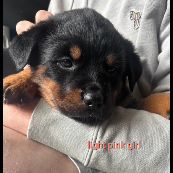 Rottweiler - Both