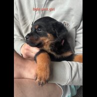 Rottweiler - Both