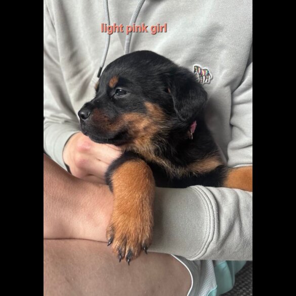 Rottweiler - Both