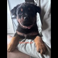 Rottweiler - Both